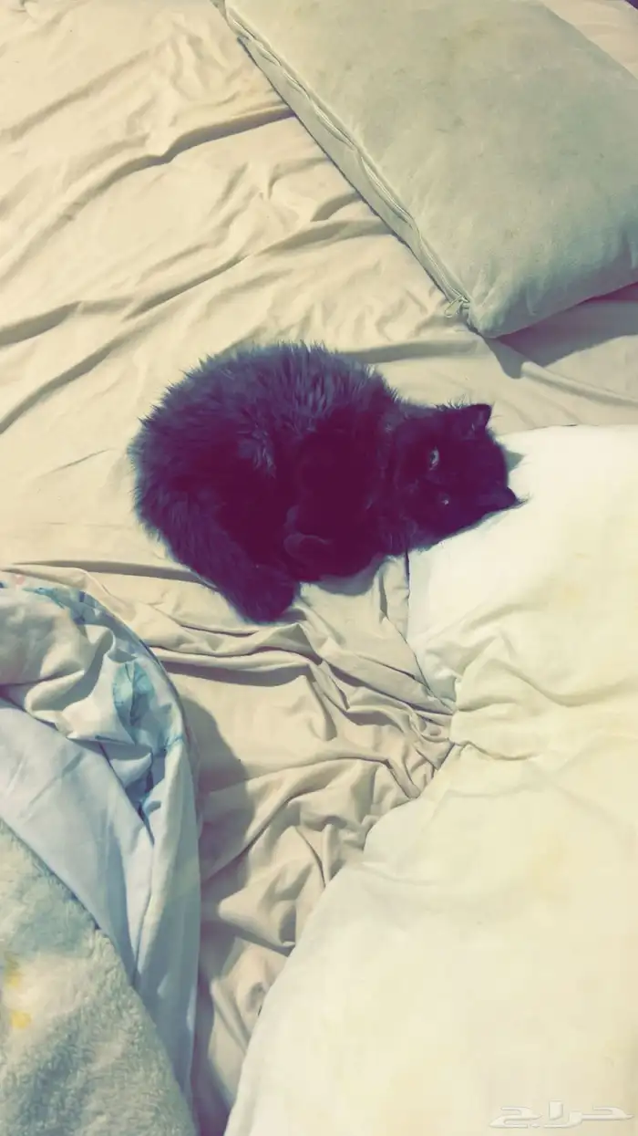 قطوه شيرازي هجين هيملايا 0