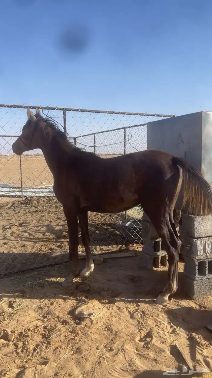 مهر كفو من يبغا السبوق لا يفوته ذا المهر المهر جبر 2