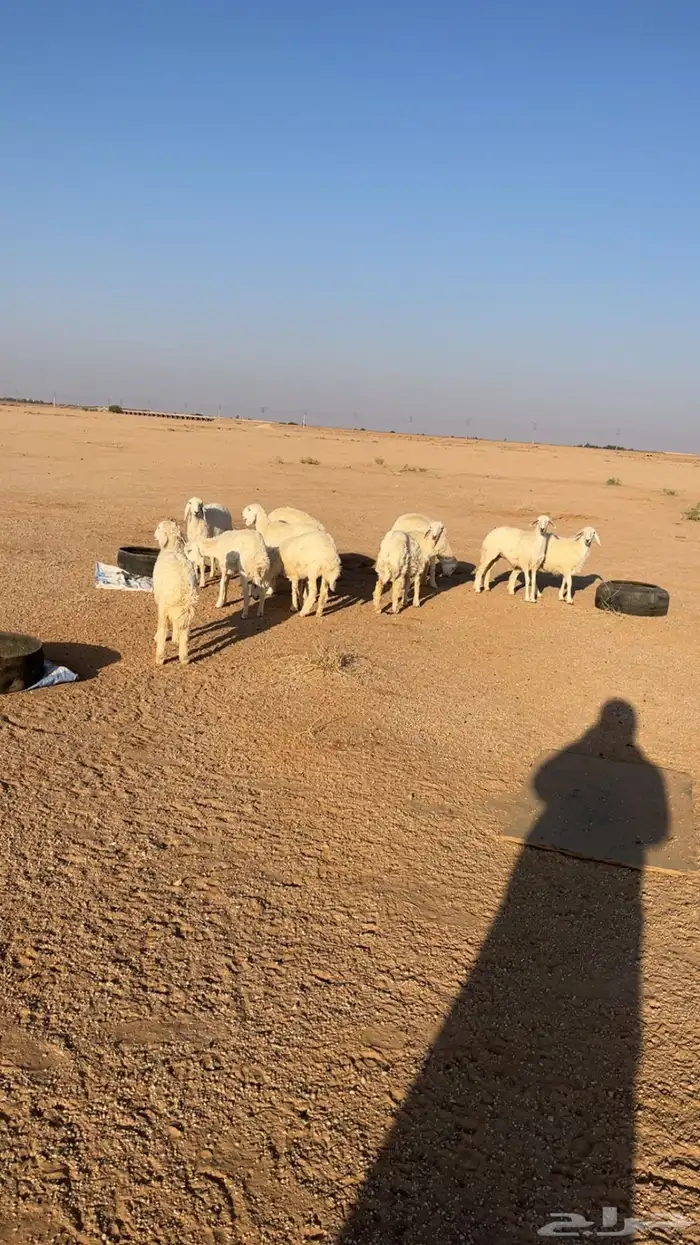 جذعات حريات 0