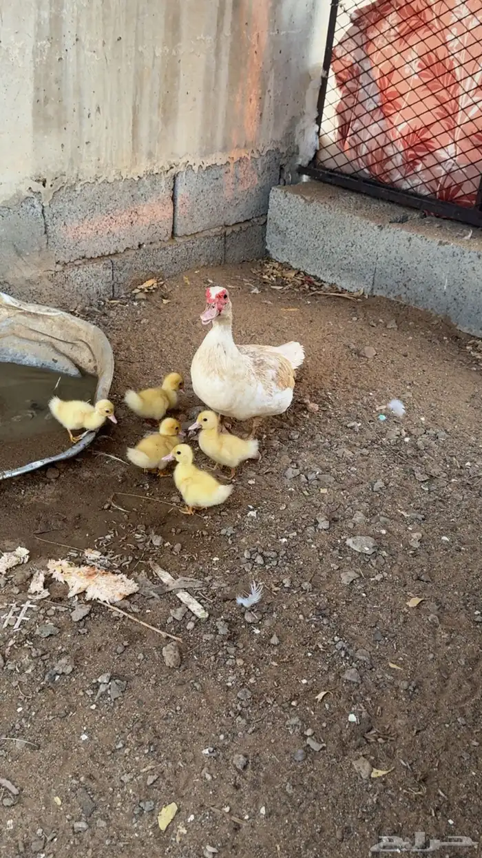 السلام عليكم بط بلدي للبيع 0