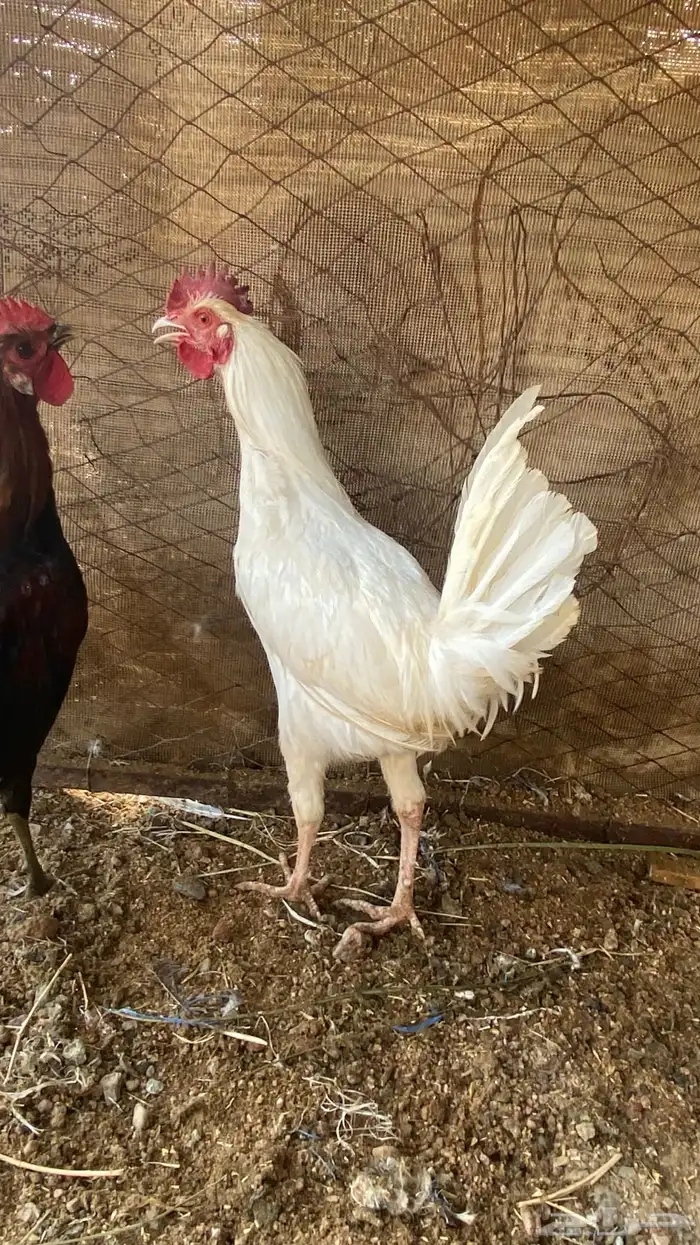 ديوك للبيع فيها ال ( تاج ) 8