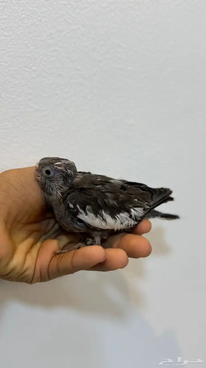 للبيع فرخين كروان غر 2