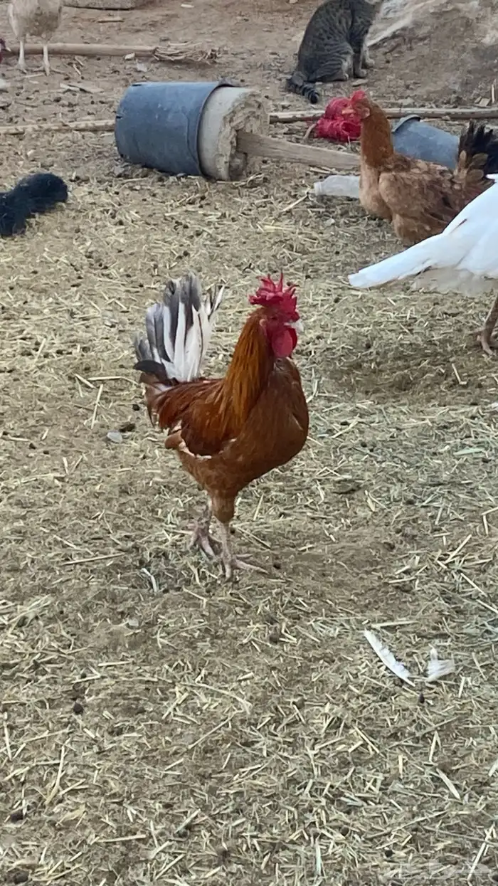 دجاج بلدي ومشكل بياض ع الشرط 4