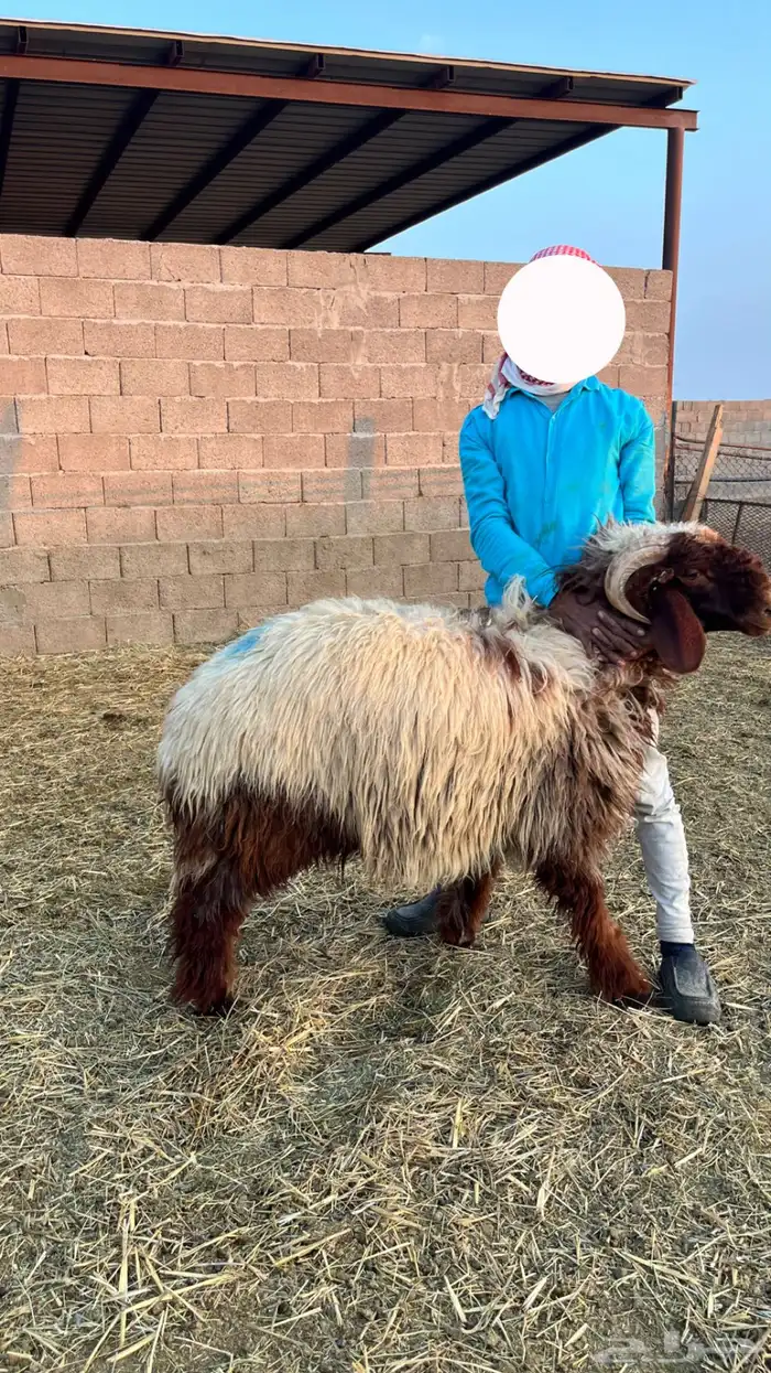 خرفان نعيمي 2