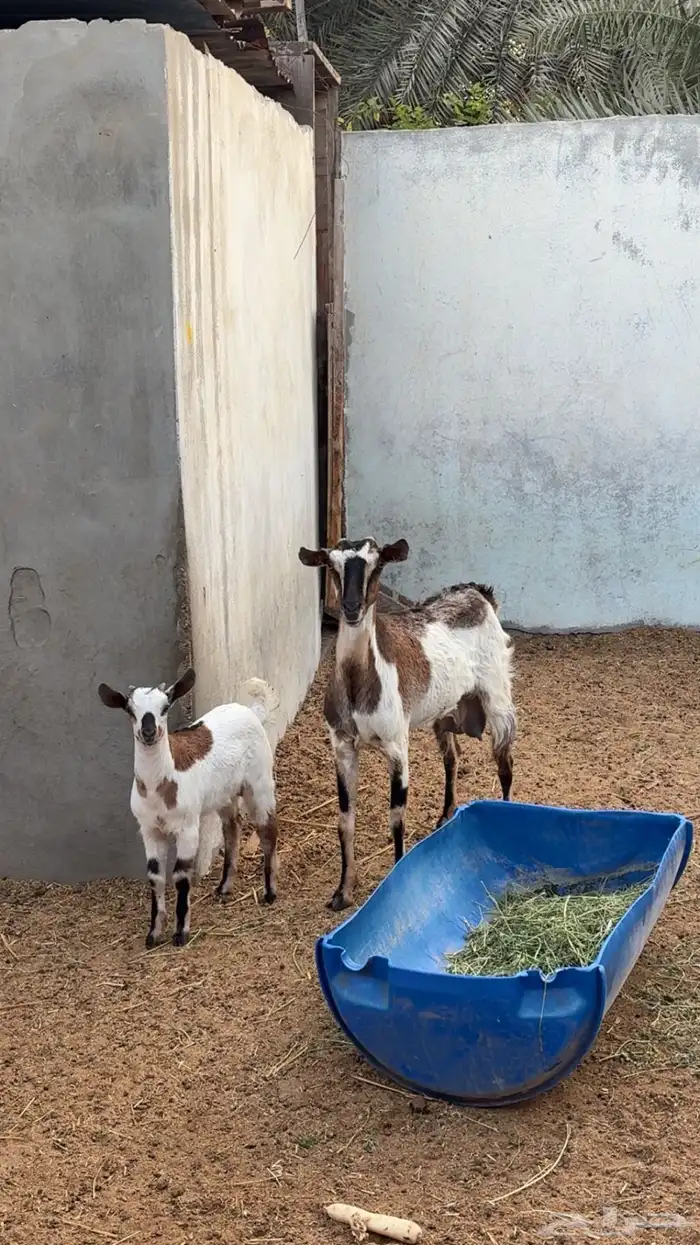 عنز جنوبيه 1