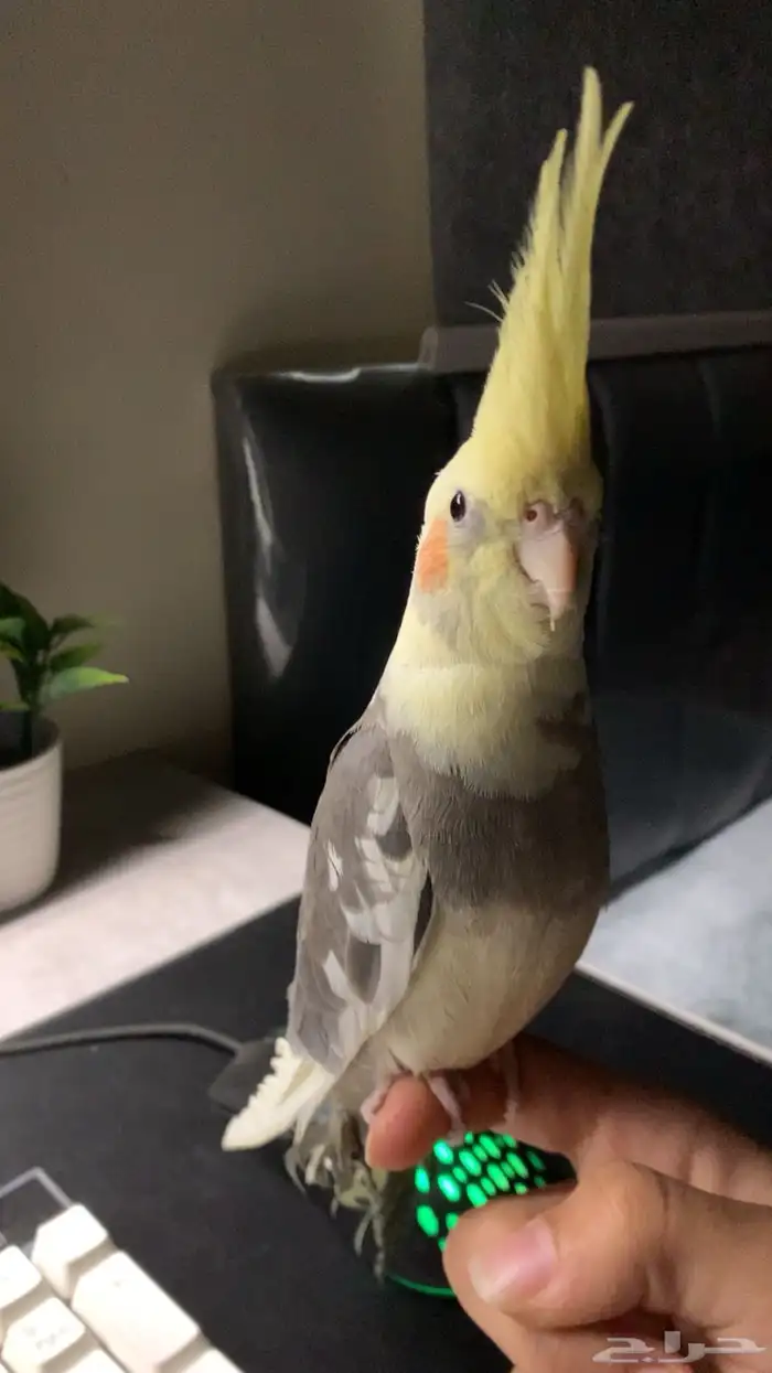 ببغاء كروان 3