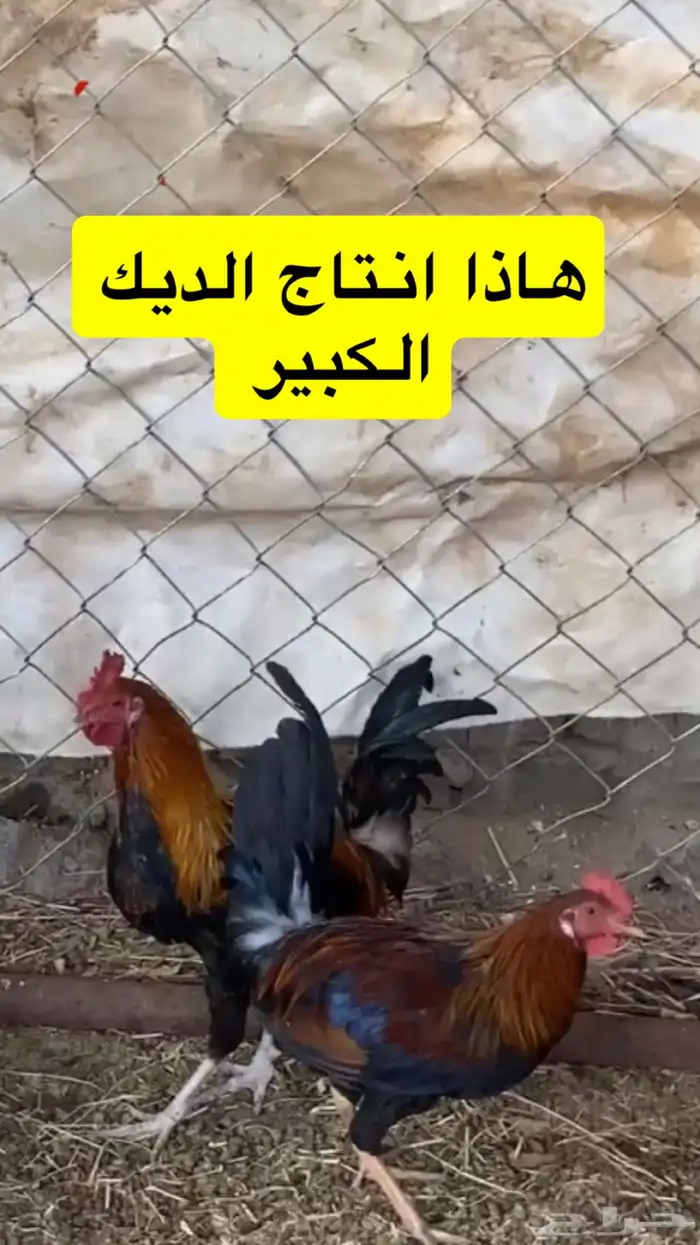 دجاج بلدي للبيع 7