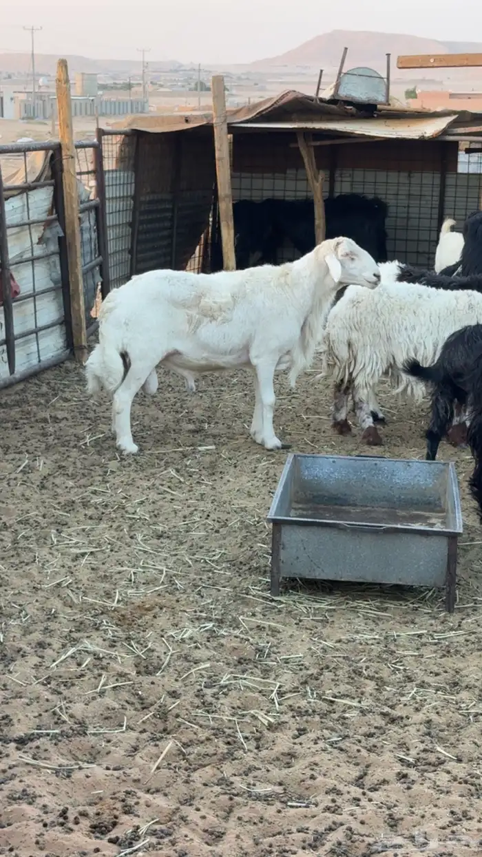 طلي فحل حري سدس توطالعه تماميته كفو شرط نسف وقريع ومالطيه 0