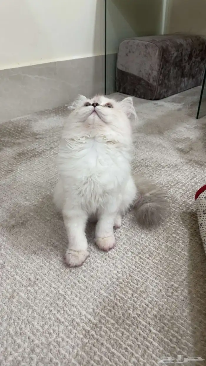 قطو للبيع شيرازي 0