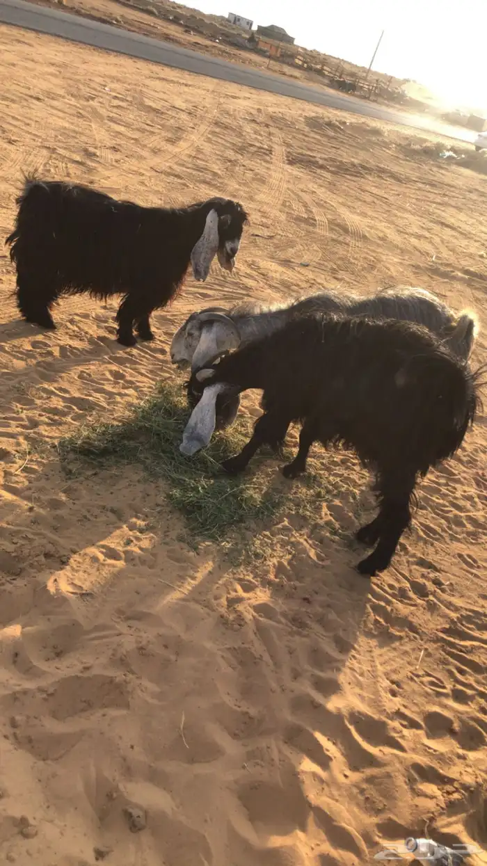 عنز والد تحتها 2 معزه حليب ومضاريع 4