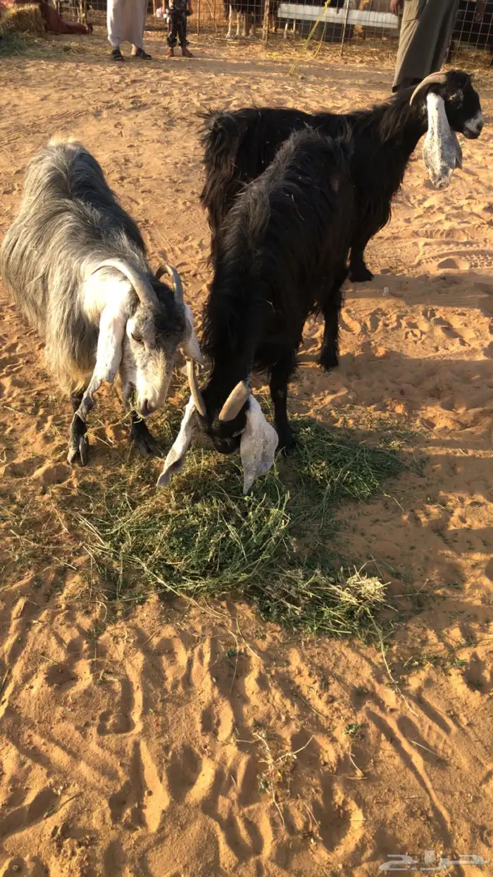 عنز والد تحتها 2 معزه حليب ومضاريع 9