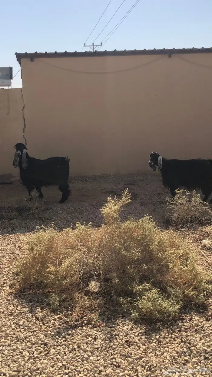 معزاء دفيع مضاريع ثلاث شهور العدد 2 2