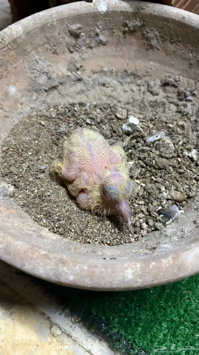 زوج رقاص هندي منتج 6