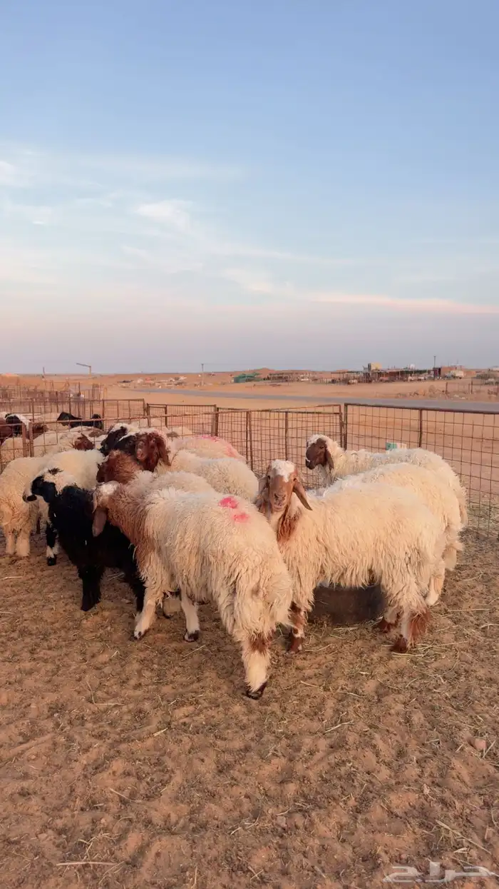 ذبايح نعيم وحري ونجد يوجد تمارا وتابي ( بريدة) 4