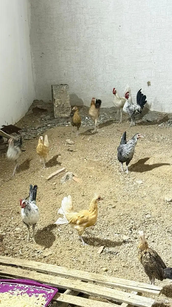 دجاج للبيع 0