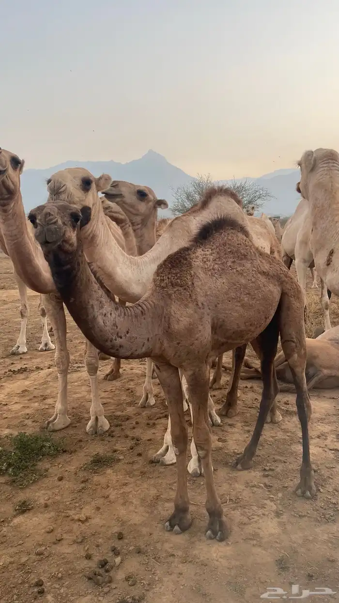 قعدان البيع 3