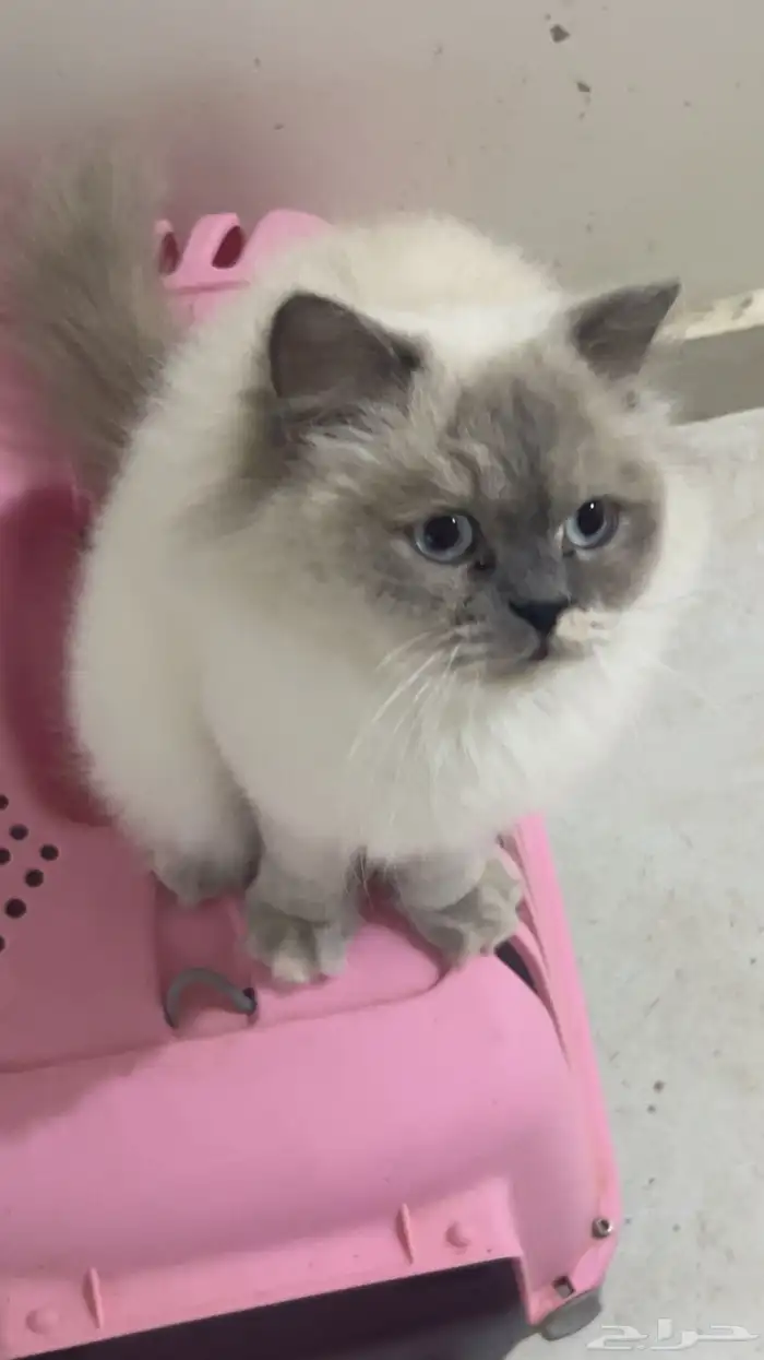 قطه هيمالايا للبيع 0