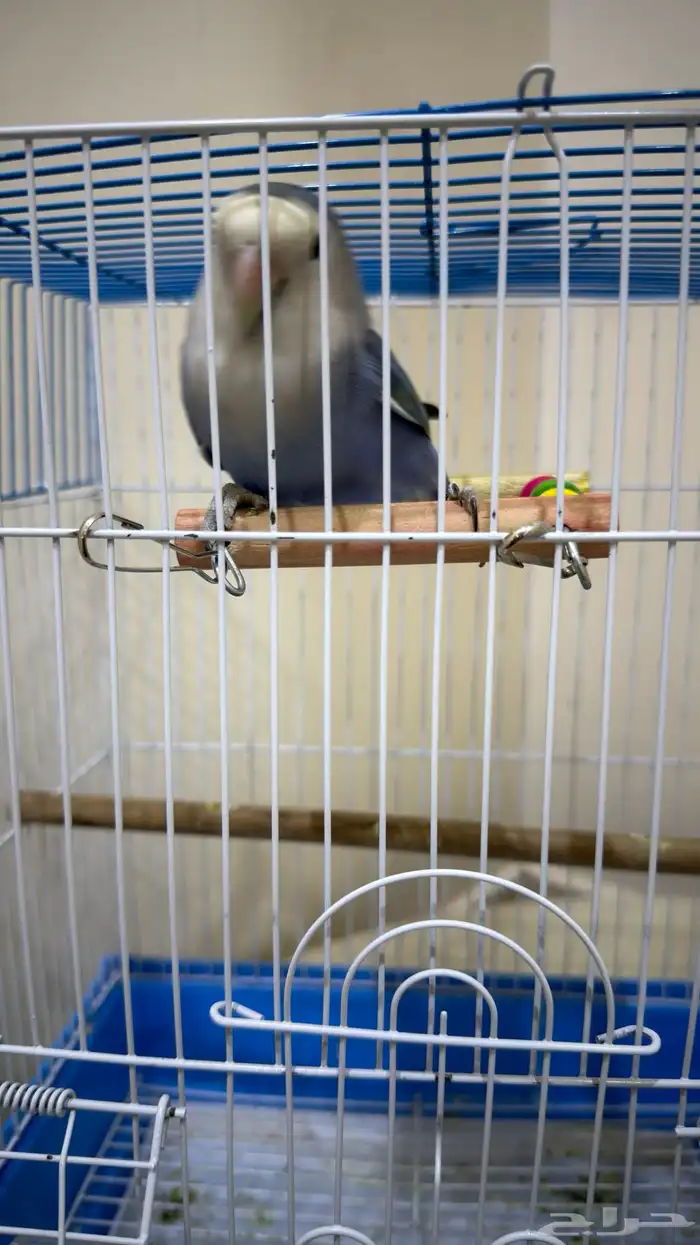 عصفور روز هدد خارجي داخلي 2