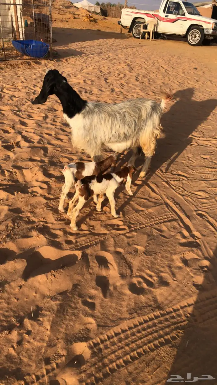 عنز والد تحتها 2 معزه حليب ومضاريع 0