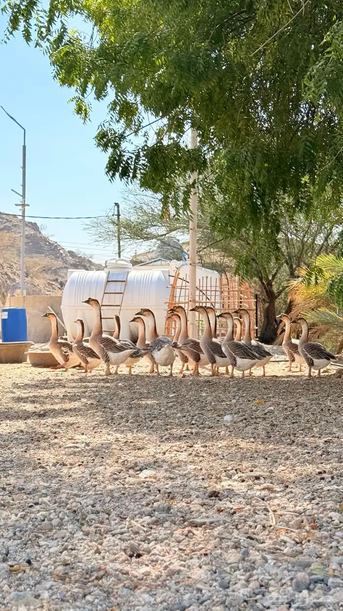 وز عراقي اصيل 0