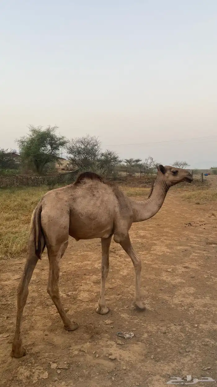 قعدان البيع 1