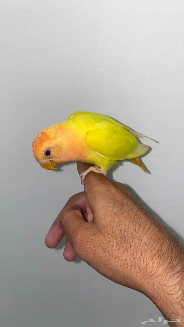 روز لاتينو هدد 0