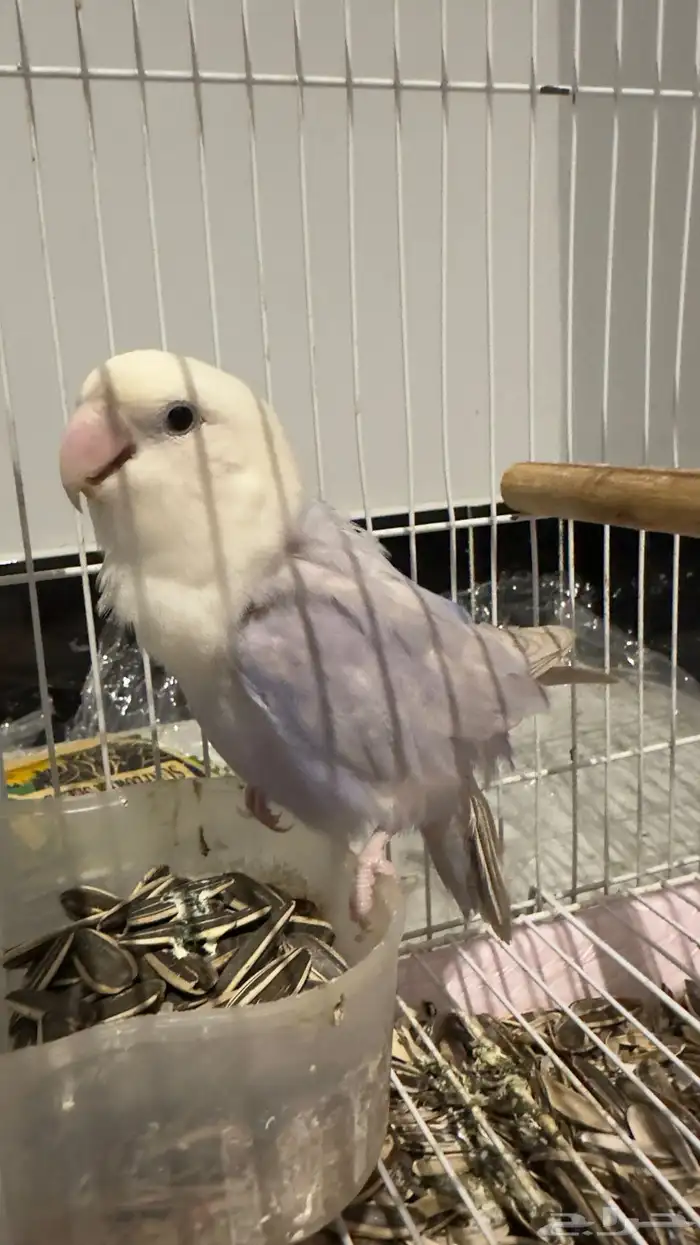 طائر روز للبيع 0