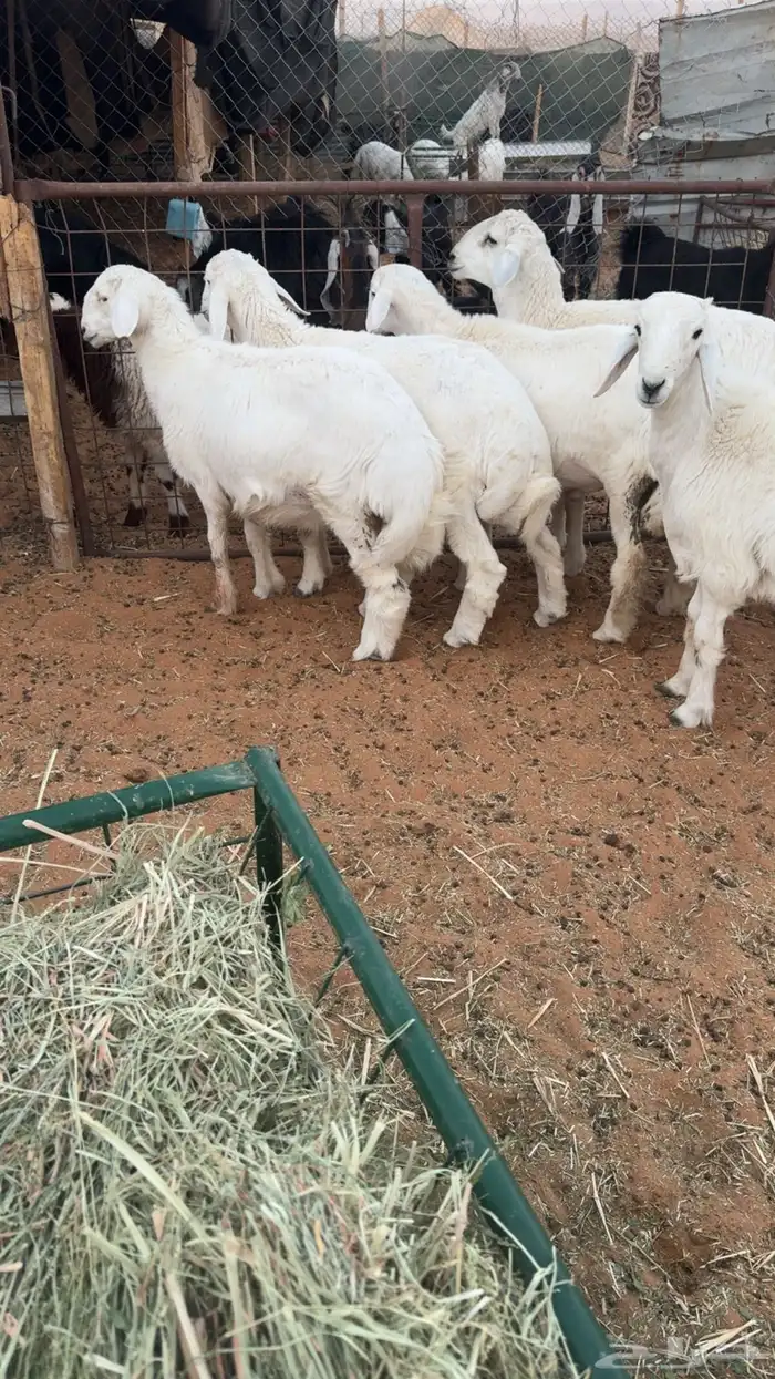 6 طليان حريه جبره 2