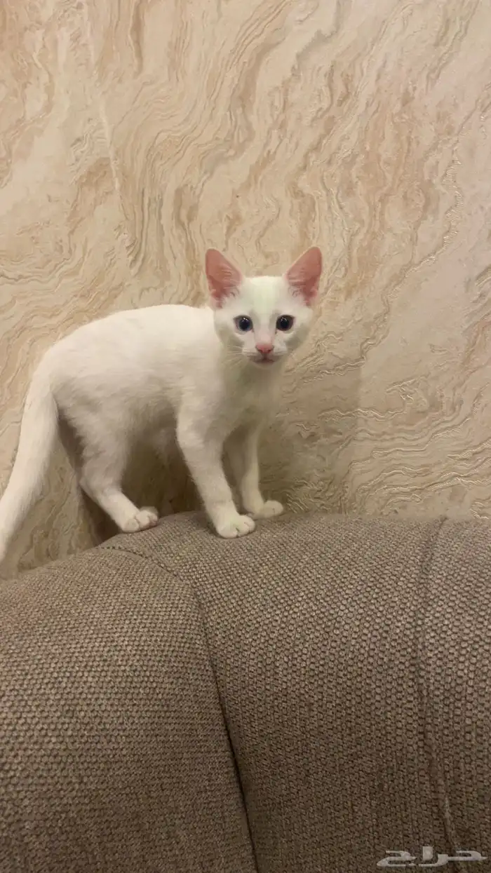 قط بلدي ابيض للتبني عمره 3 شهور 3