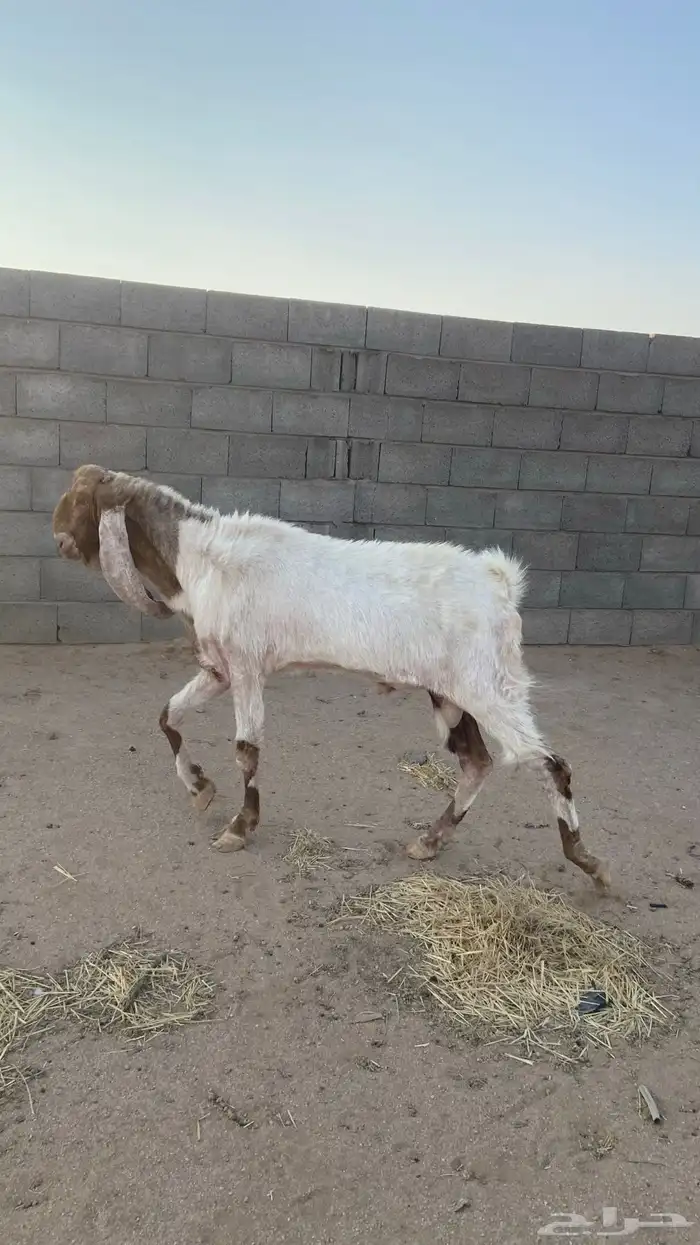 تيس هولندي 2