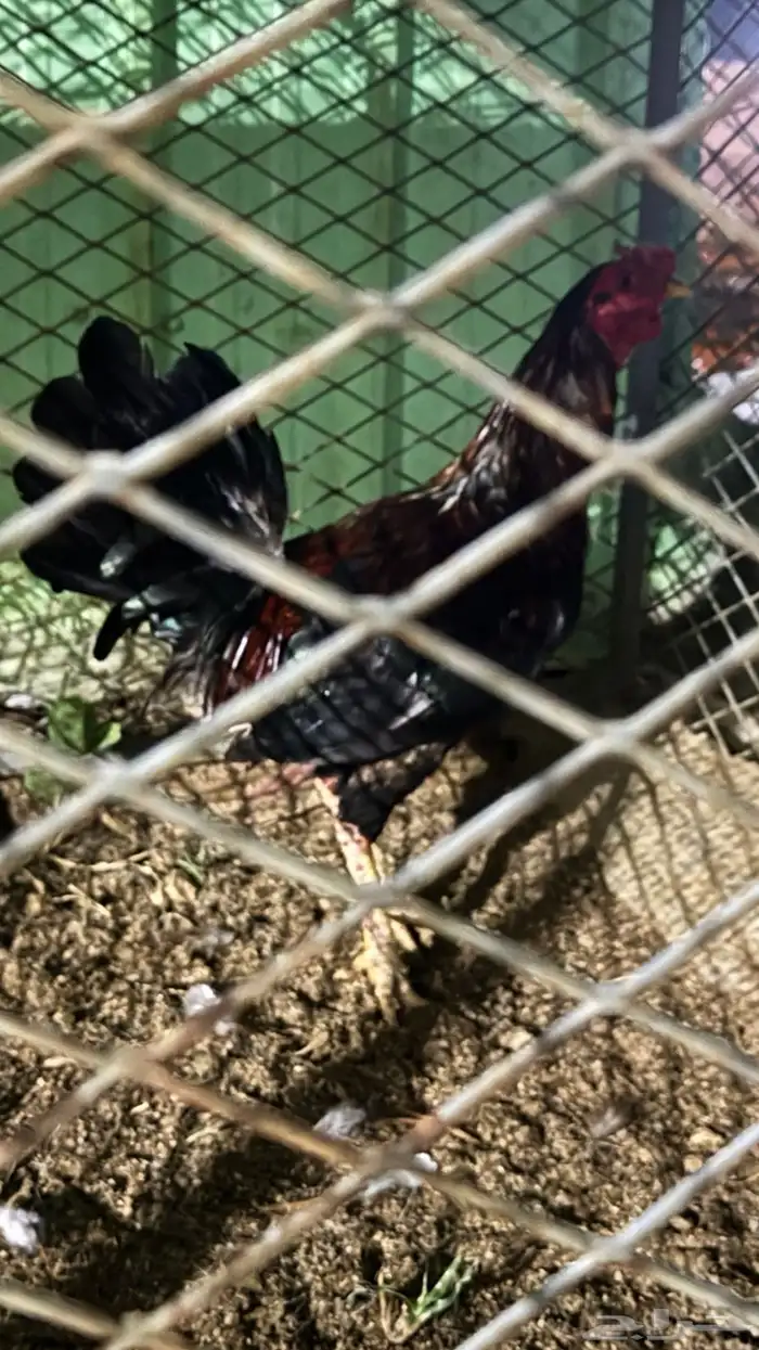 دجاج بلدي العدد 24يزيد ينقص 2