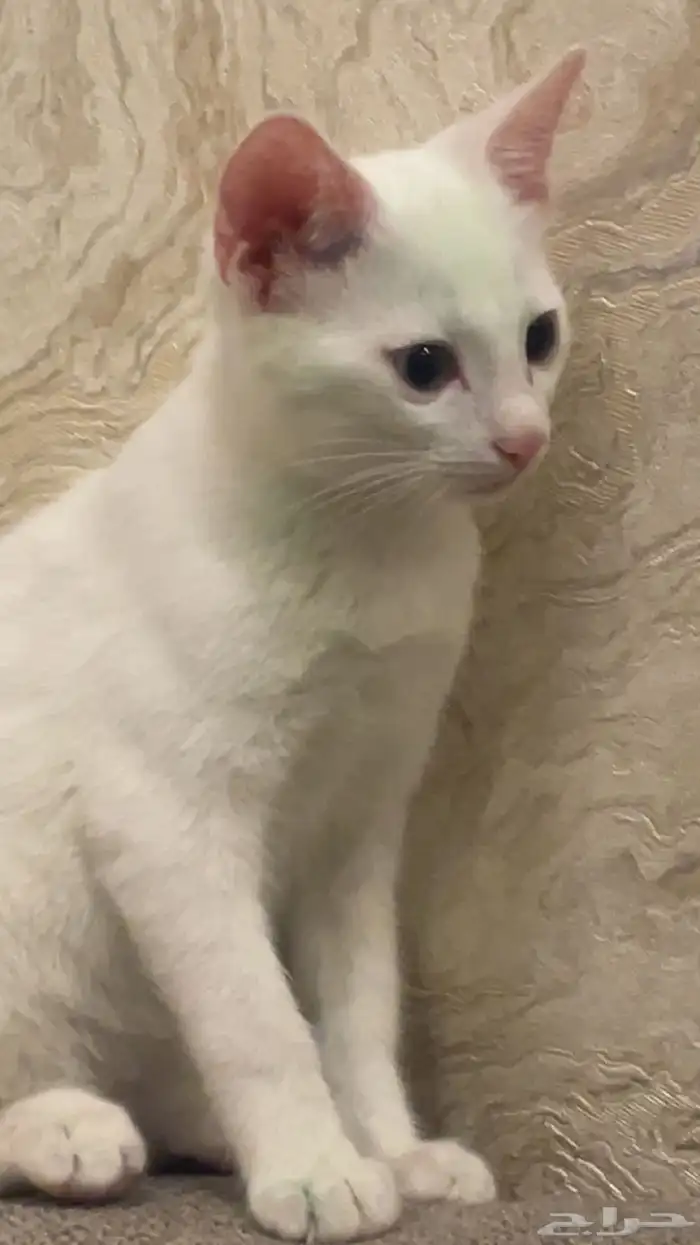 قط بلدي ابيض للتبني عمره 3 شهور 0