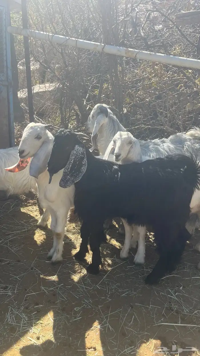 تيوس بني مالك 0