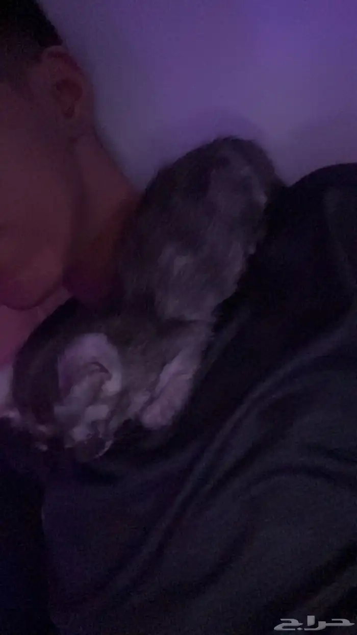 بسه للتبني 2