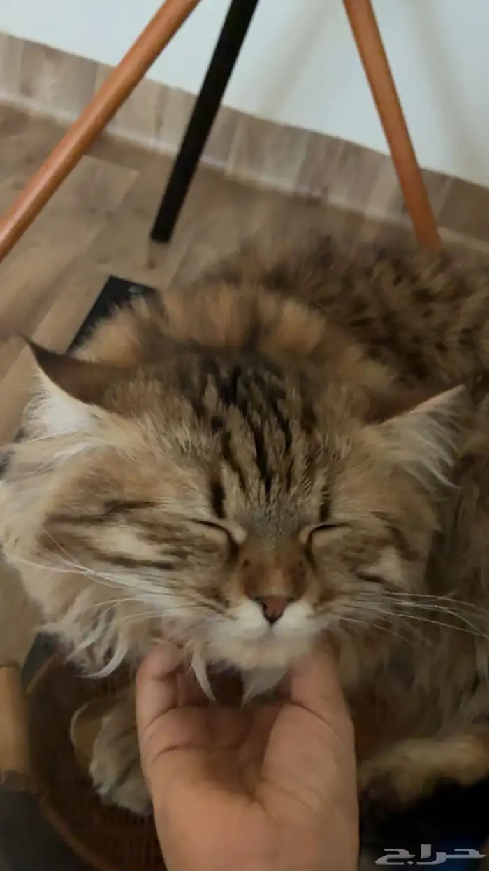 قط ل التبني 1