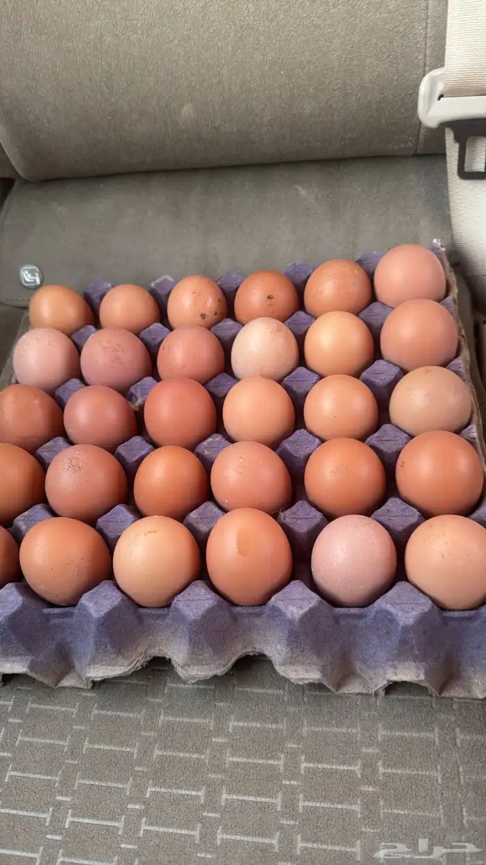 بيض مخصب لهمان ألمانيي 2