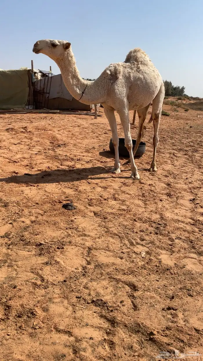 بكره بنت لقحه كفوو 2