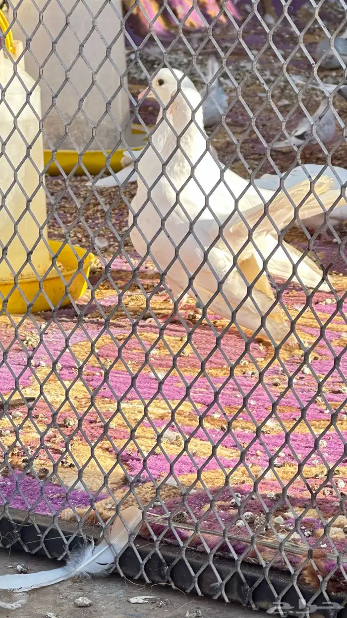 زوج حمام صنعاني ابيض ابو شيبه 2