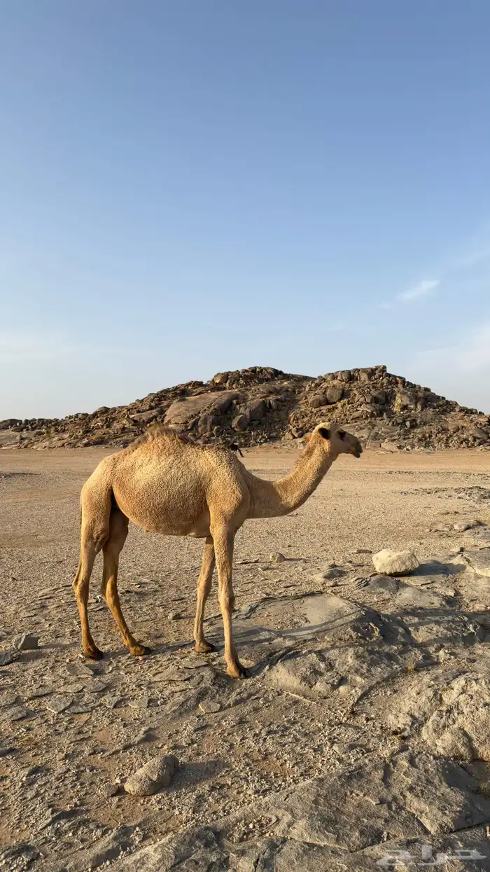 بكره مفروده للبيع الرقم 3