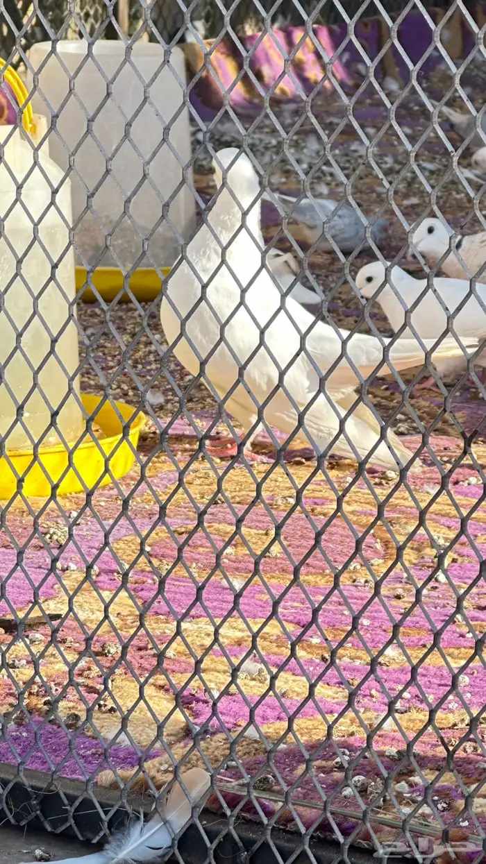 زوج حمام صنعاني ابيض ابو شيبه 1