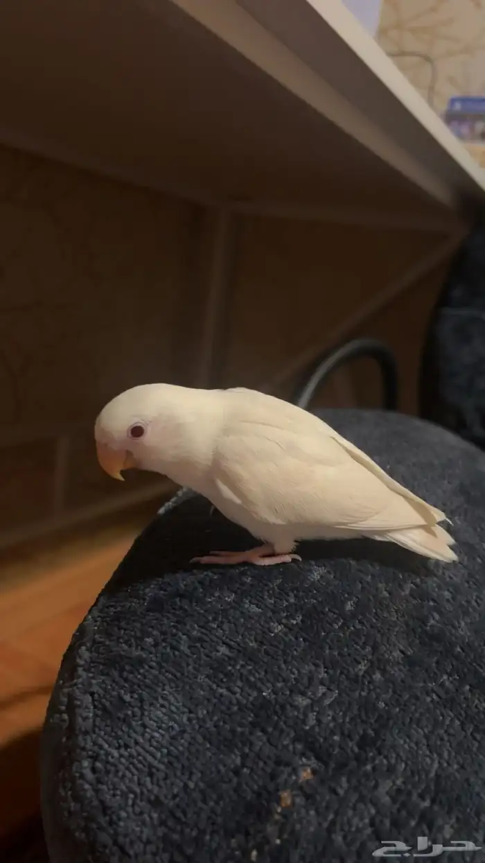 طير روز للبيع 1