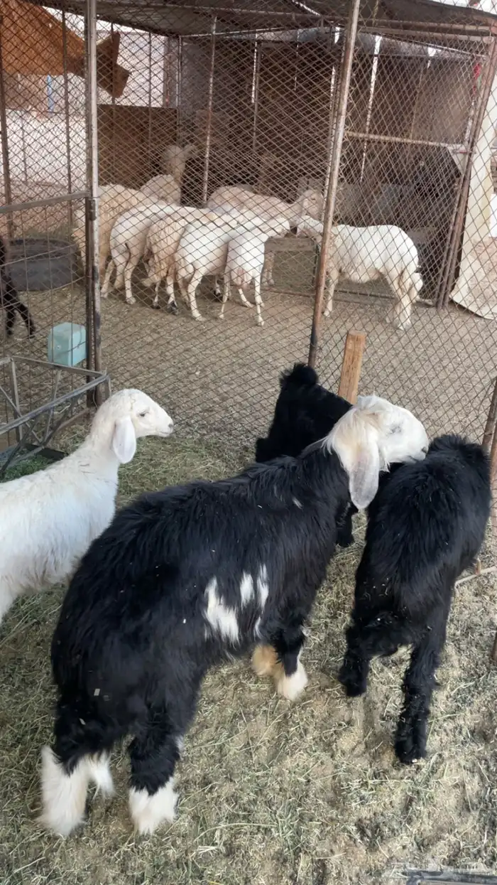 طلي نجدي كفو 0