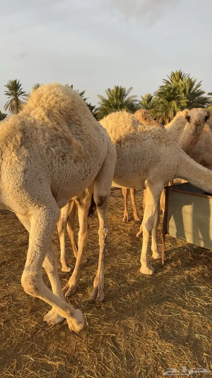 للبيع حشو قصب العدد 4 0