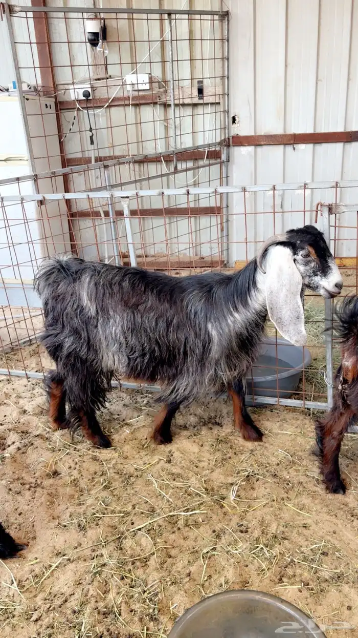 عنزه عارضيه جذعه دافع وقريب ولاده 0