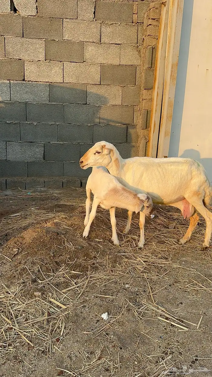 نعجة رفيدية تحتها طلي 2