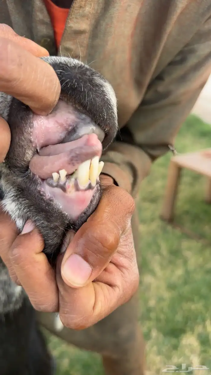 فحل عارضي خصم الخصم تممم البيع 3