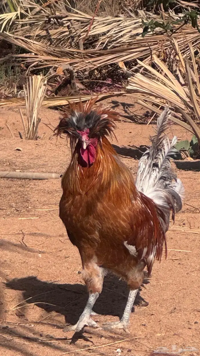 دجاج طقم زينه كشه بولش 2