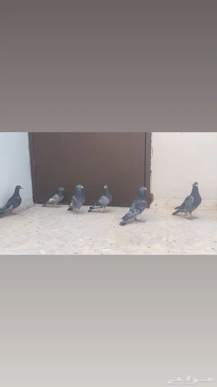 .حمام زاجل مع سوري واحد للببع ليجي إلا الصامل 0