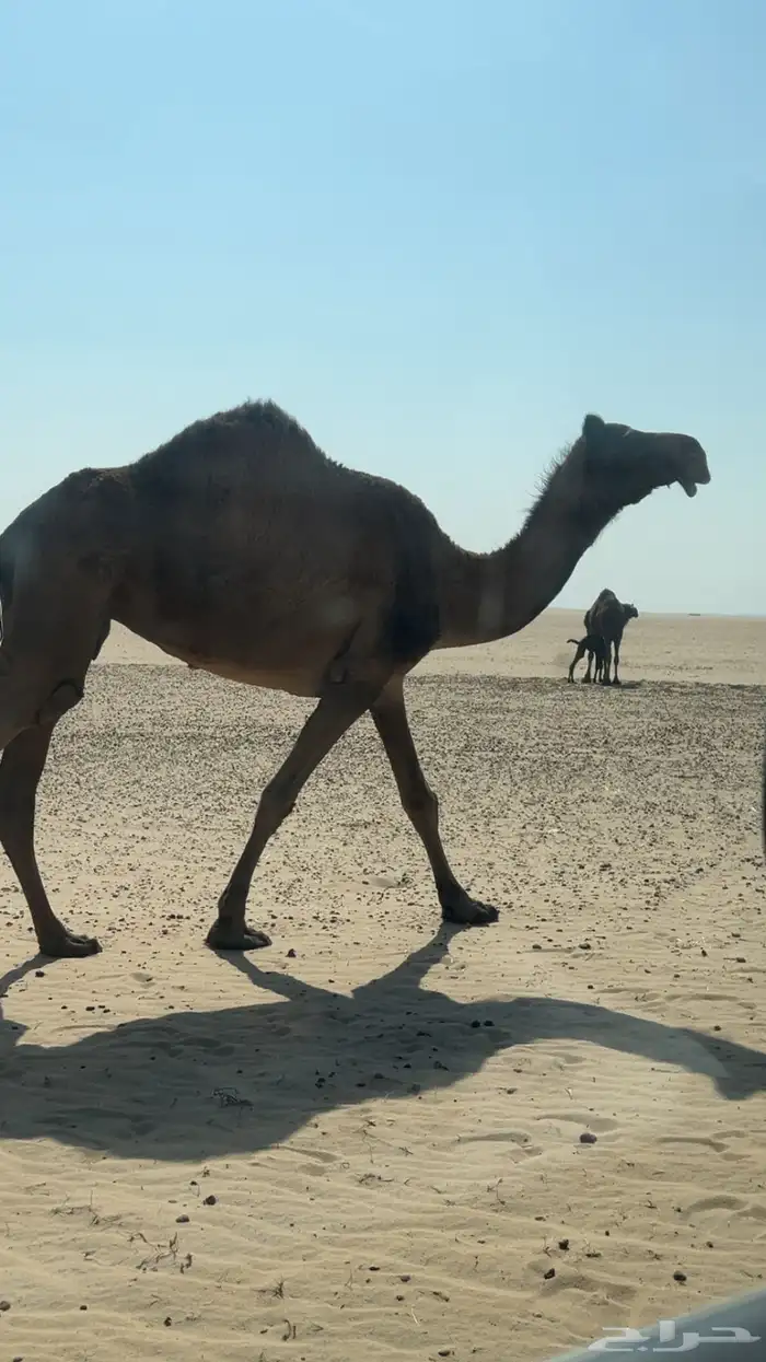 لقحه مجهم للبيع 0