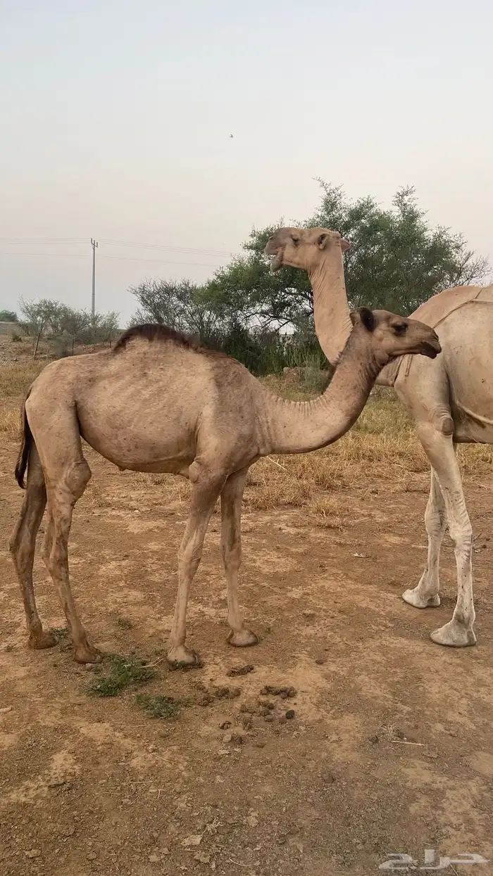 قعدان البيع 0